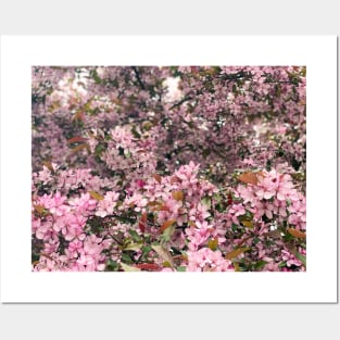 Pink Spring Flowers Posters and Art